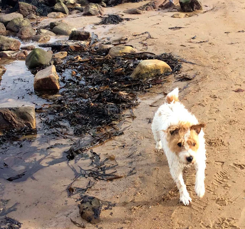 Toby foxy russell Beach