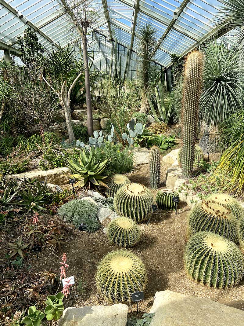 CACTI garden kew