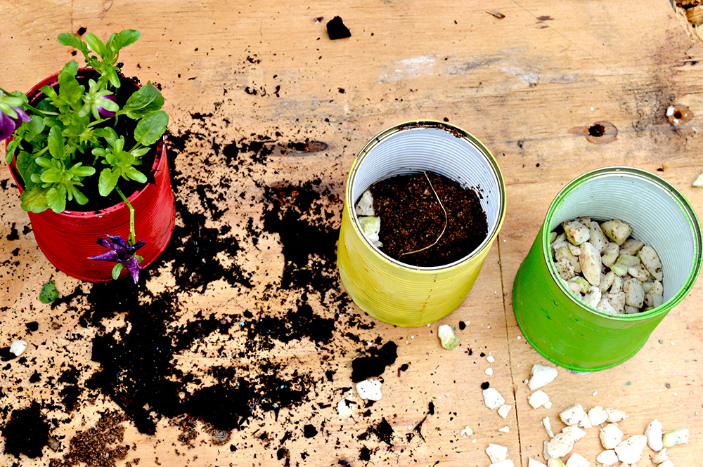 Planting the tin can planters