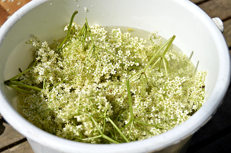 Elderflowers bucket