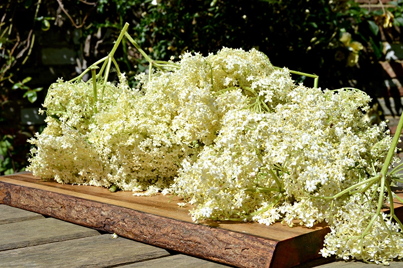 Elderflowers on wood2