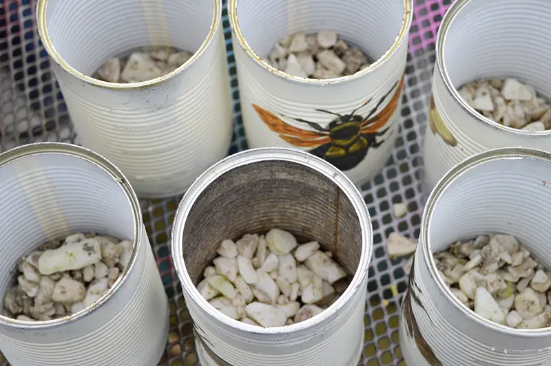 Putting stones in cans for planting