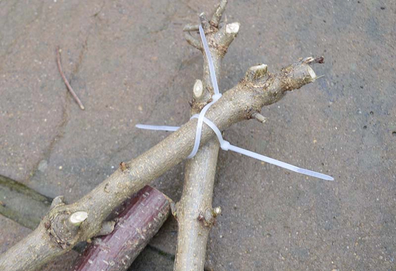 securing the branches with cable ties