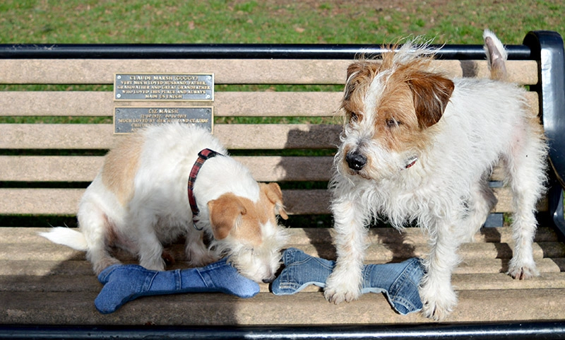 Buster and Toby with their homemade denim dog toys full tutorial given.