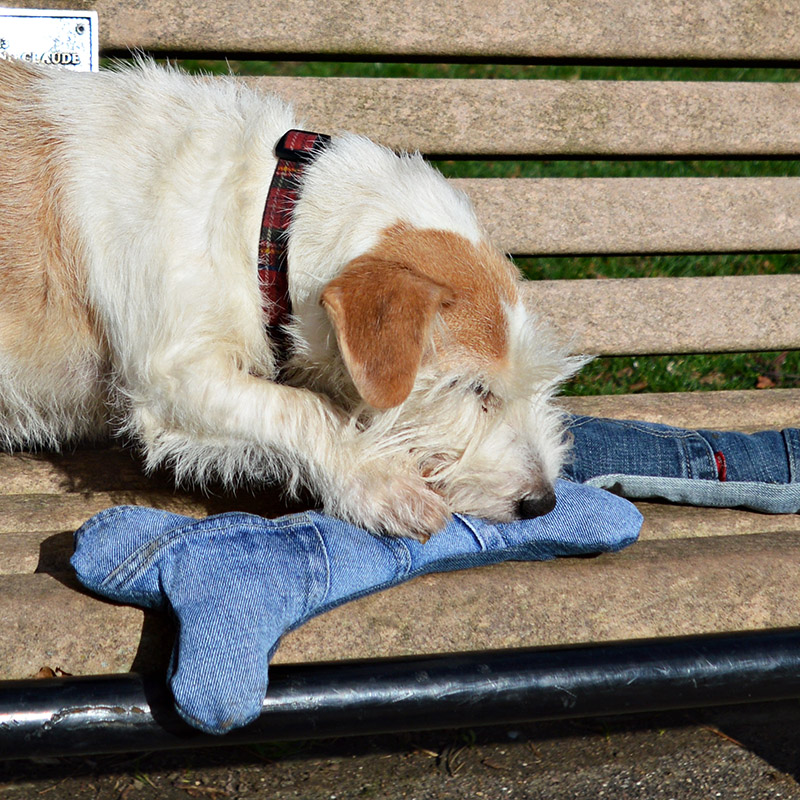 Buster with his handmade dog toy.  Full tutorial on how to make these denim upcycled dog toys.