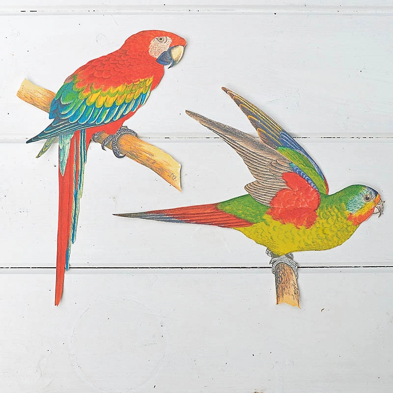 Macaws on transfer paper cut out