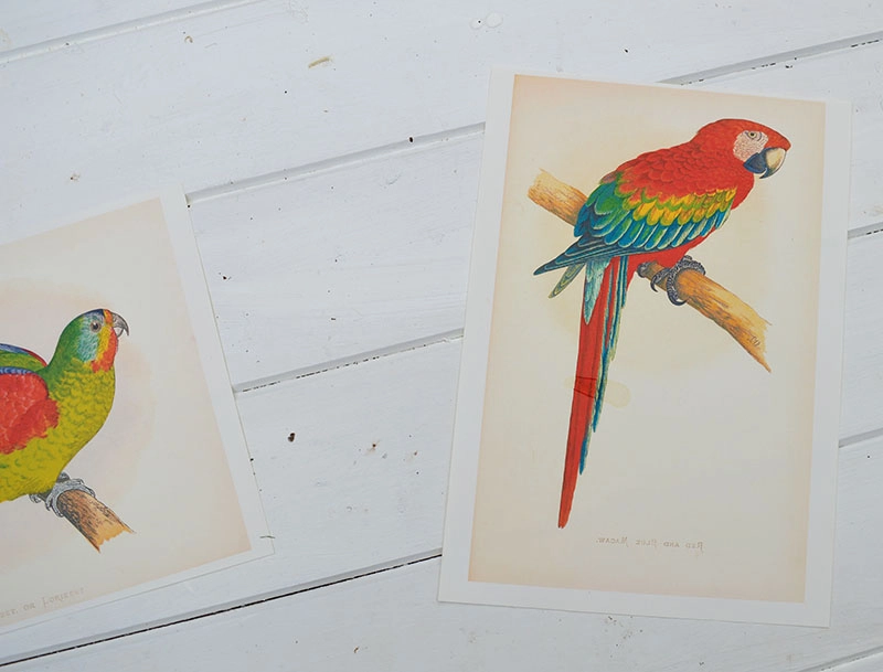 vintage bird images for upcycled bag