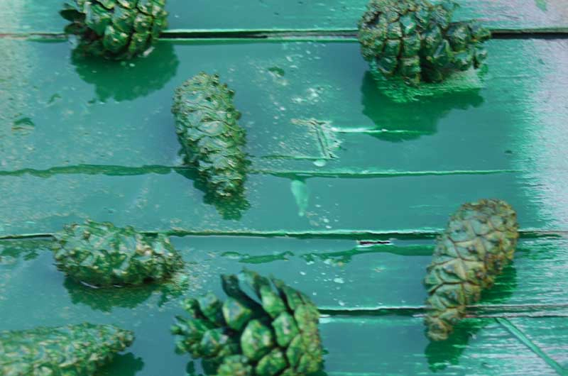 Green spray painted mini pine cones