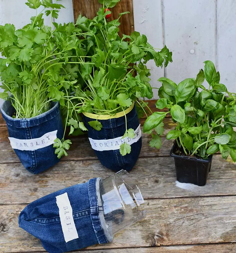 Potting herbs into denim planters