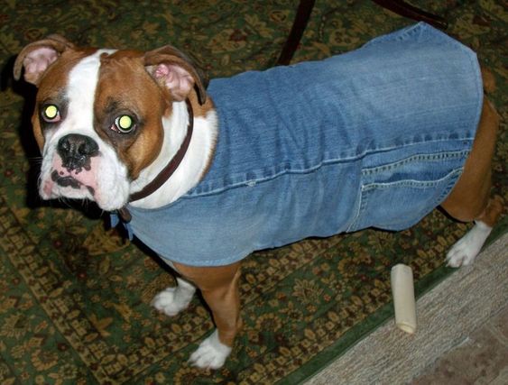 DIY dog accessories denim dog jacket