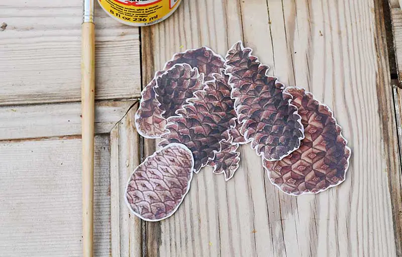 cut out pinecone images