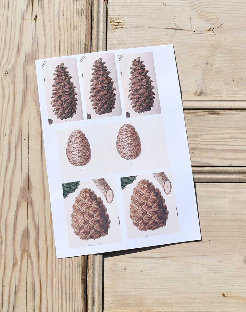 https://www.pillarboxblue.com/wp-content/uploads/2018/07/vintage-pine-cone-images-s.jpg