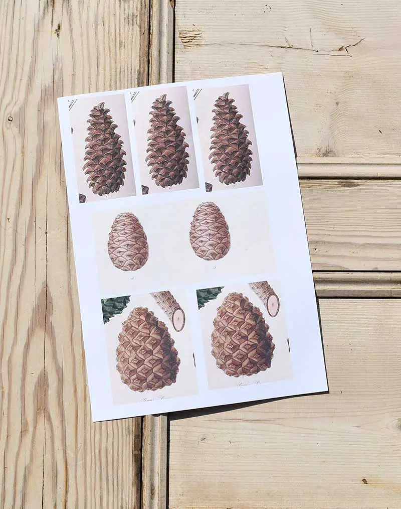 Vintage pine cone images.