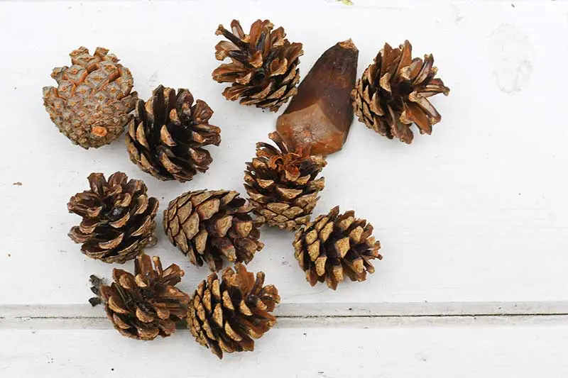 Mini pinecones for pinecone Christmas crafts