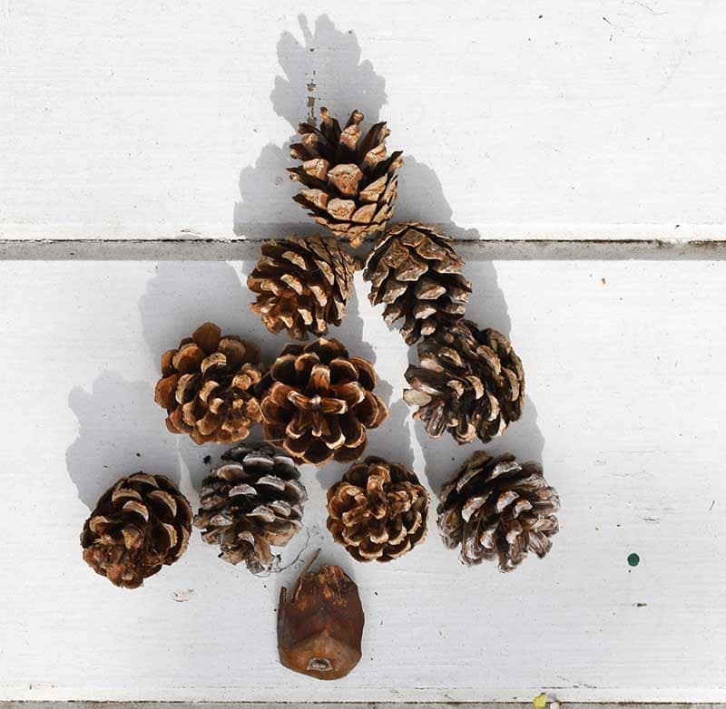 Pinecone christmas tree layout.