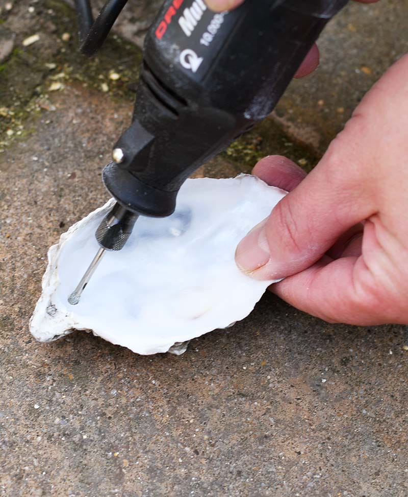 Drilling hole in oyster shell.