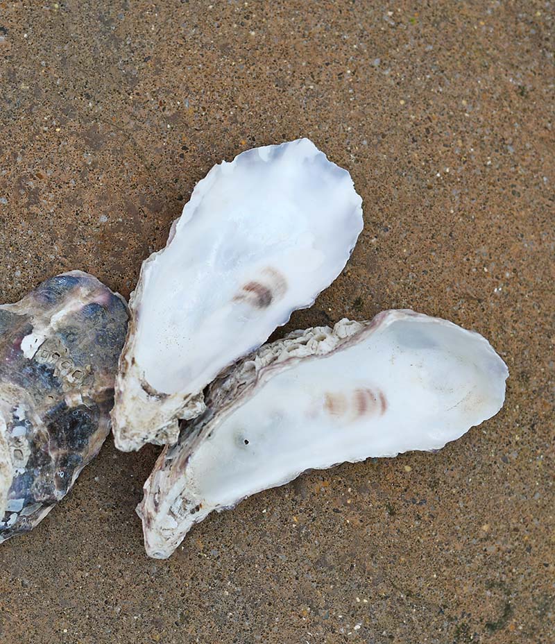 Oyster shells