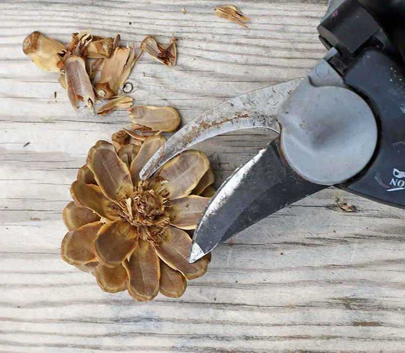 Cutting down the pinecones to paint into flowers