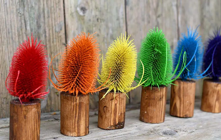 Rainbow thistle decoration