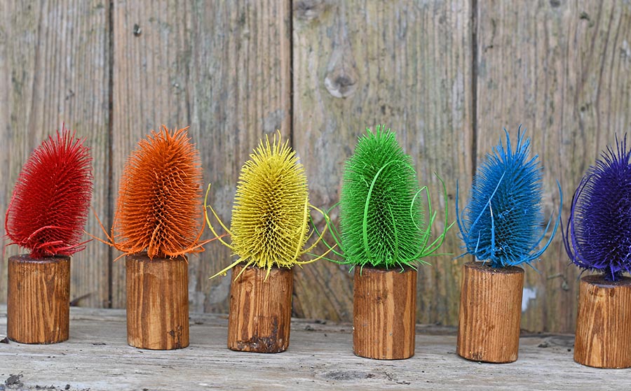 Finished rainbow dried thistle decoration