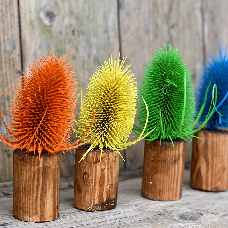 Rainbow painted dried thistle decoration.