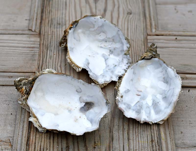 Oyster shells for handmade shell candles.