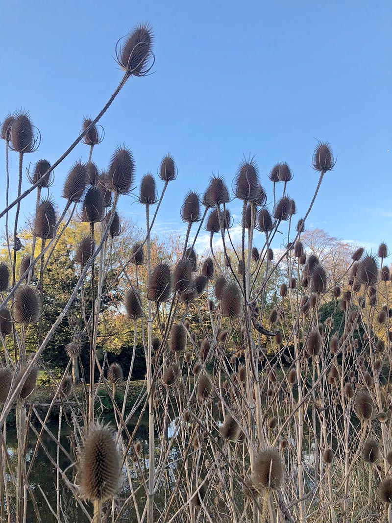 Thistles along the riverbank in Bedford