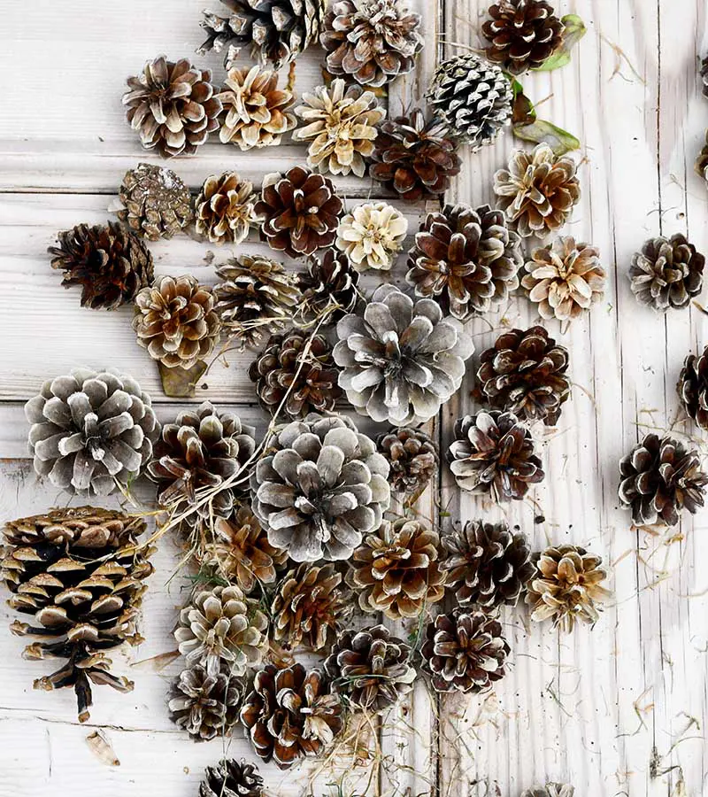 Assorted bleached pinecones