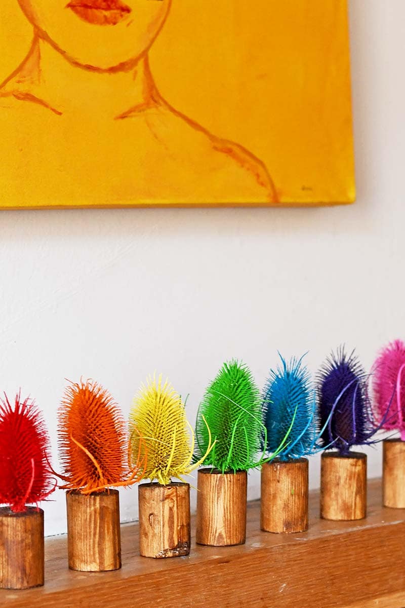 Rainbow coloured dried thistle decoration for Burns