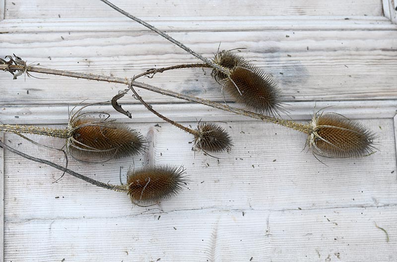 Dried thistle before decoration