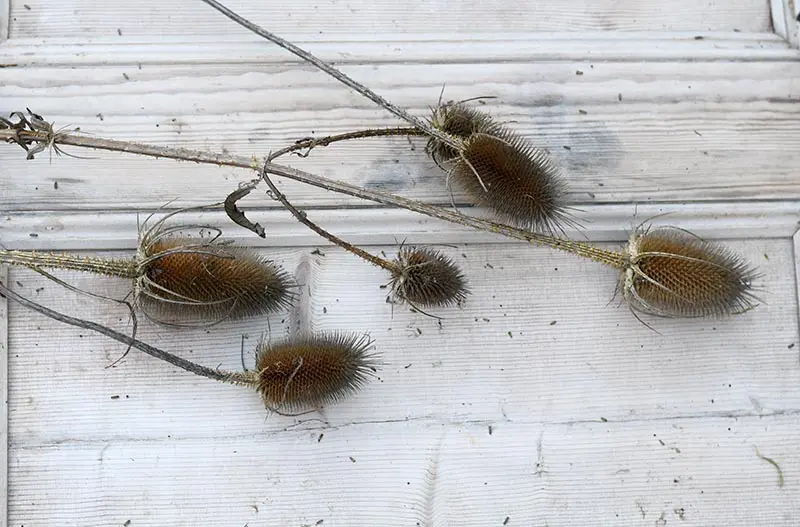 Dried thistle before decoration