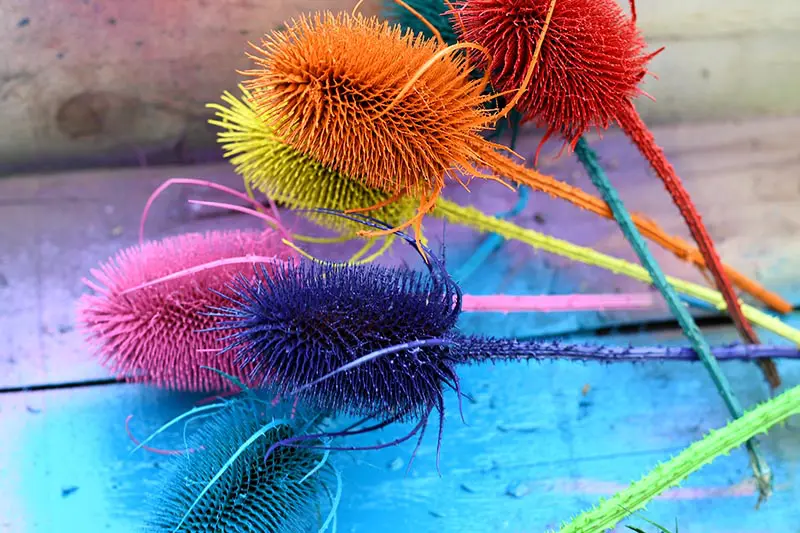 Rainbow spray painted dried thistles for a mantle decoration