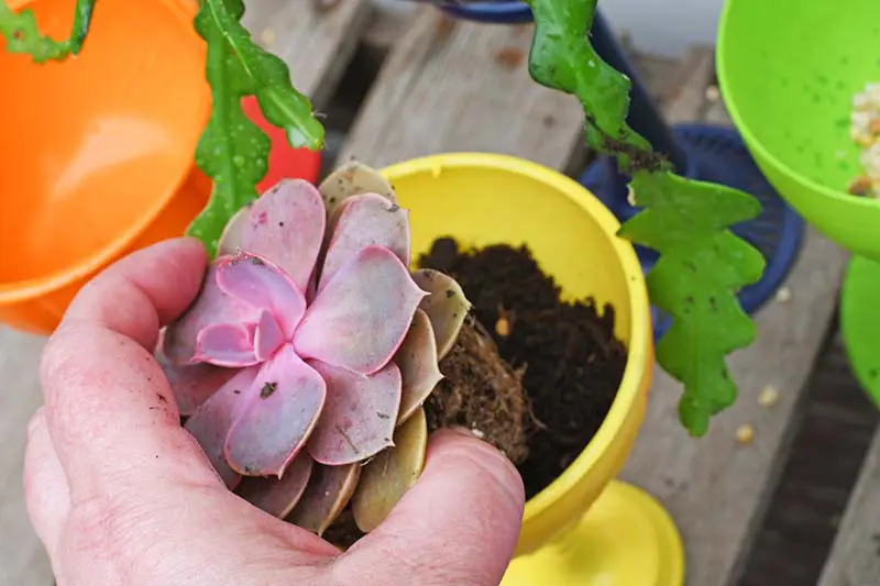 planting succulents