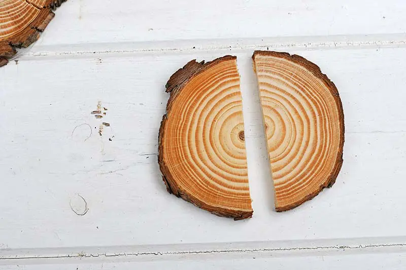 wood slice sawn in half