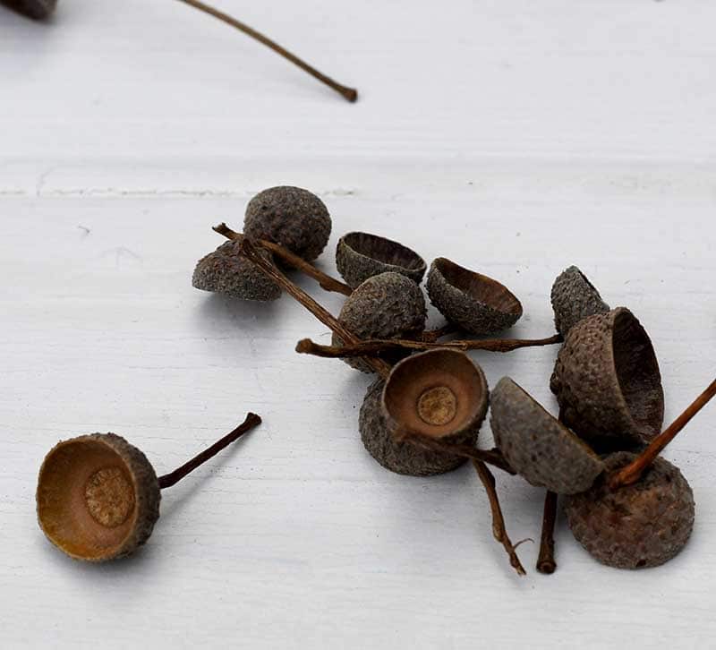 Acorn husks