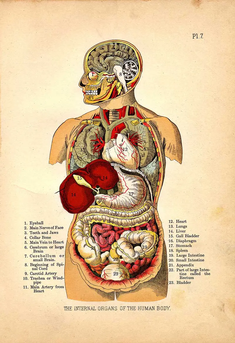 Internal_Organs_of_the_Human_Body_from_The_Household_Physician,