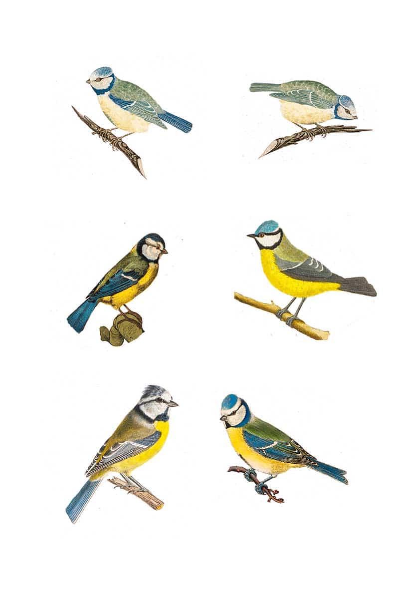 Blue tit clip art