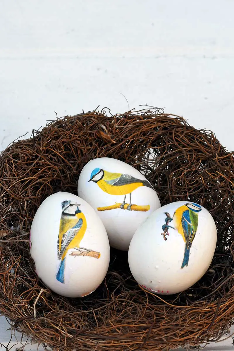 Blue tit decoupage eggs in a nest