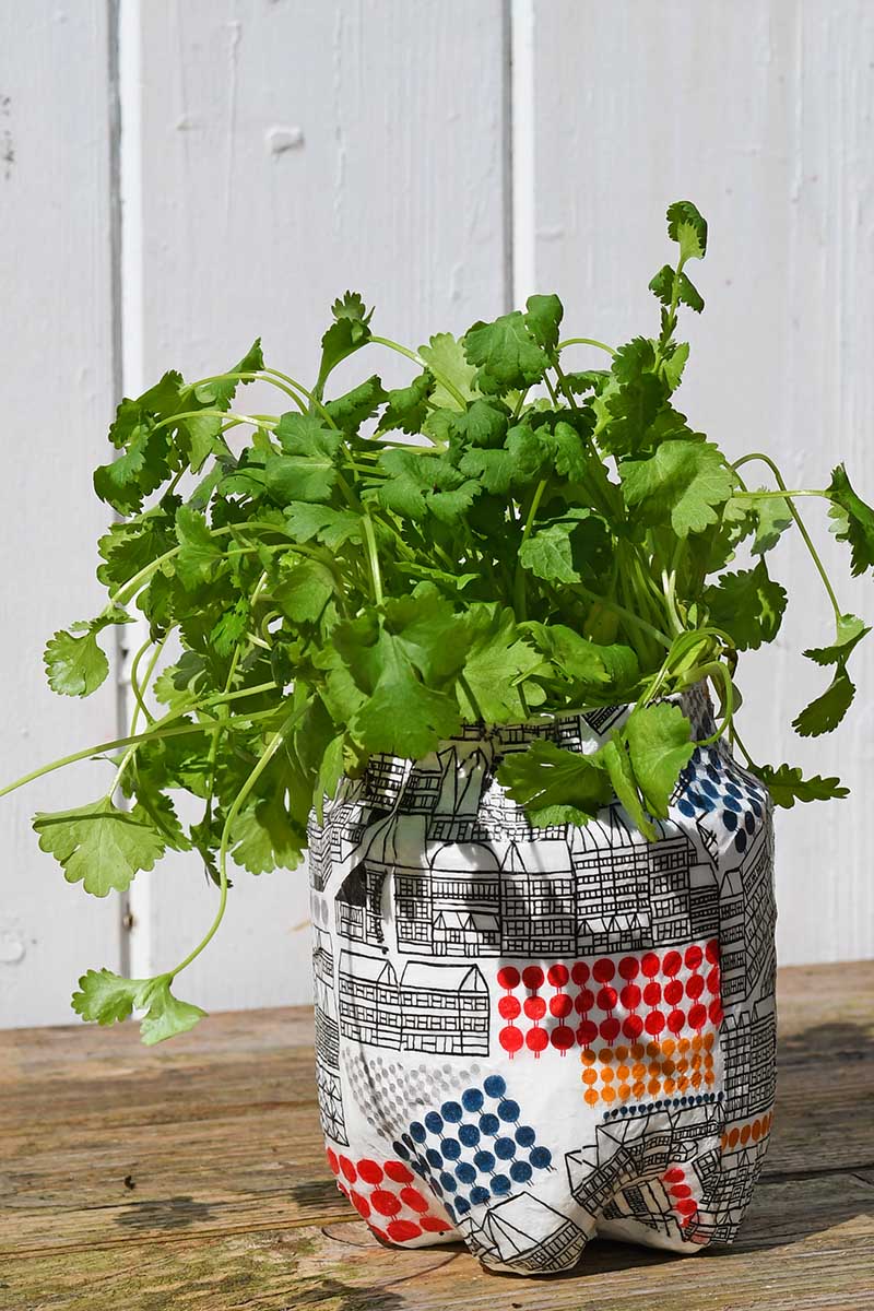 soda bottle planter