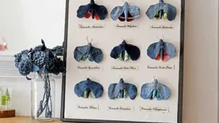 Upcycled denim framed moth taxidermy