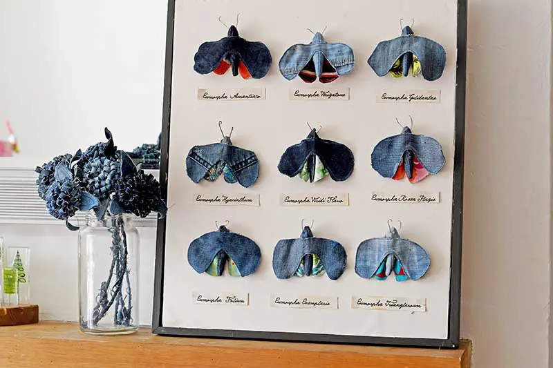 Upcycled denim framed moth taxidermy