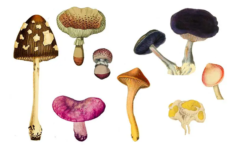 Printable mushroom images