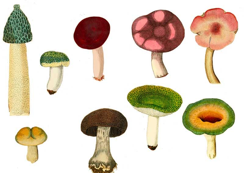 printable mushrooms and fungis