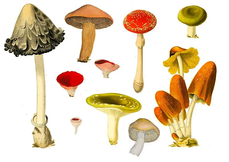 Printable Mushroom collection