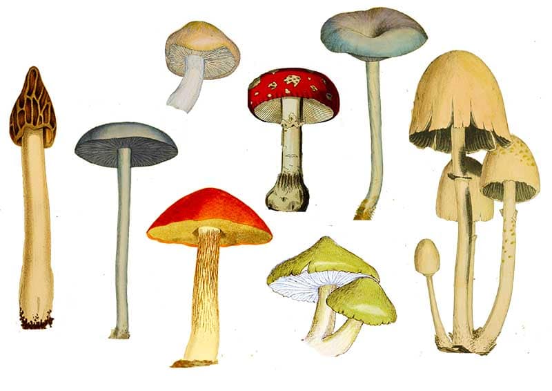 Printable mushroom collection