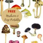 Free printable mushroom and fungi