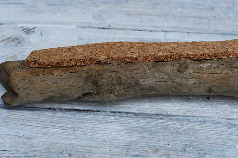 cork on log