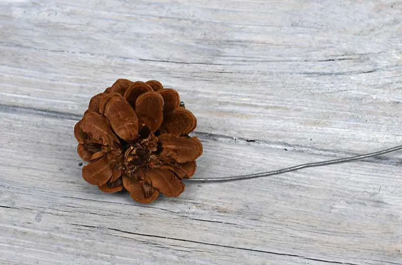 pine cone on wire