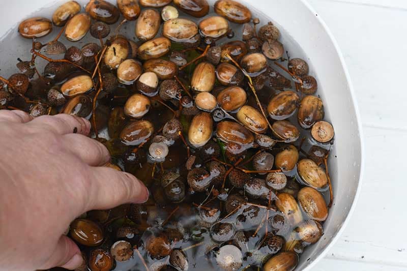 Washing the acorns