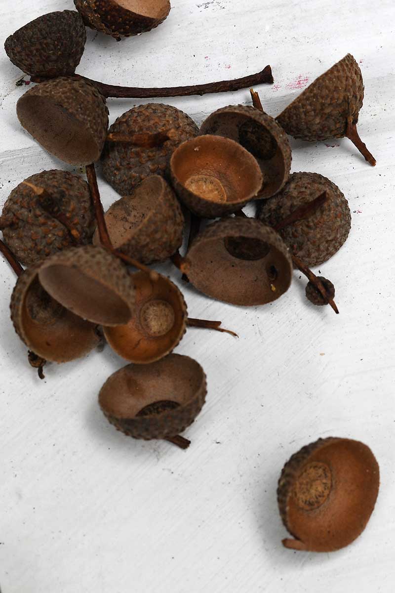 Acorn caps